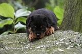 ROTTWEILER 335